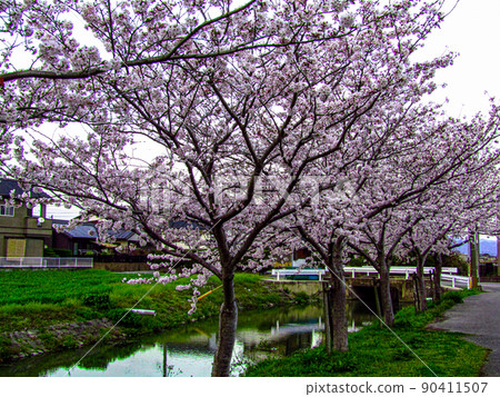 Sakura Sakura Hanami Pink Sakura Sakura Hanami Pink 90411507