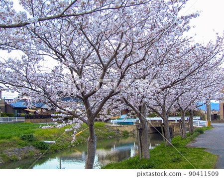 Sakura Nature Park River Sakura Nature Park River 90411509