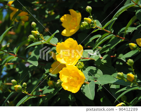 Hidcote Hidcourt flowers and buds 90412289