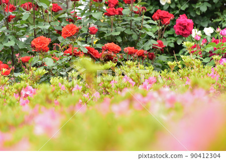 Rose flower garden 90412304