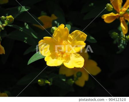 Hypericum Hidcote (Large-flowered Kinitoume) Hinomaru composition 90412328