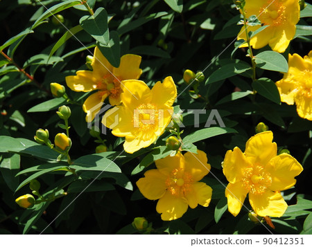 Flowers and buds of Hypericum hidcote (large flower gold thread plum) 90412351