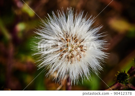 Fluff Fluff 90412378