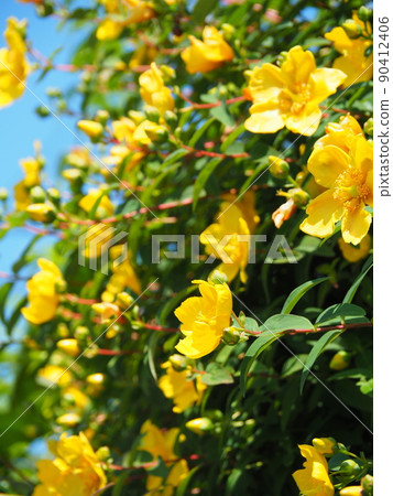盛開的金絲桃（大花金線梅）和藍天 90412406