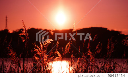 Morning light Morning light 90412434