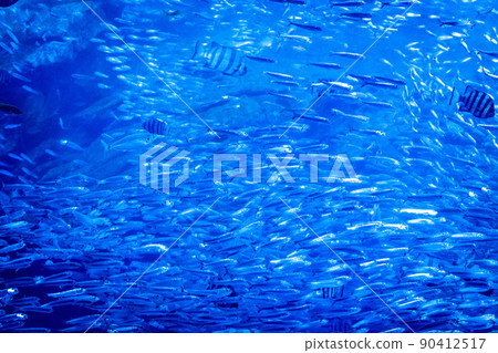 仙台海之森水族館大型水族館生活Kiramekuumi(宮城縣仙台市) 仙台海之森水族館大型水族館生活Kiramekuumi(宮城縣仙台市) 90412517