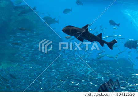 Sendai Uminomori Aquarium Large Aquarium Life Kiramekuumi (Sendai City, Miyagi Prefecture) 90412520