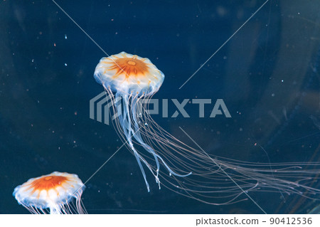 Red jellyfish Sendai Uminomori Aquarium (Sendai City, Miyagi Prefecture) 90412536