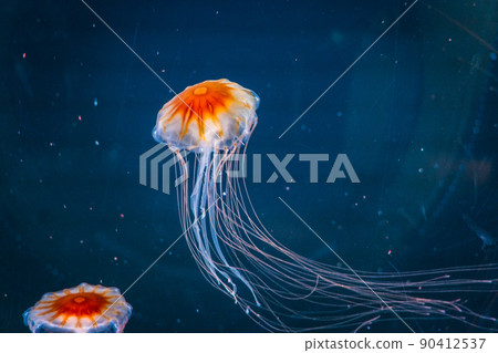 Red jellyfish Sendai Uminomori Aquarium (Sendai City, Miyagi Prefecture) 90412537