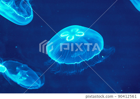 Moon Jellyfish Sendai Uminomori Aquarium (Sendai City, Miyagi Prefecture) 90412561