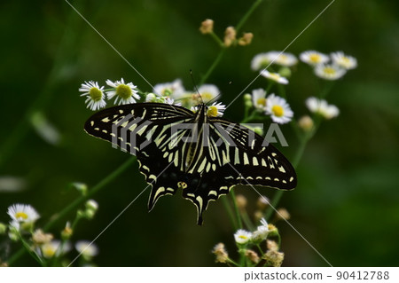 Swallowtail butterfly 90412788