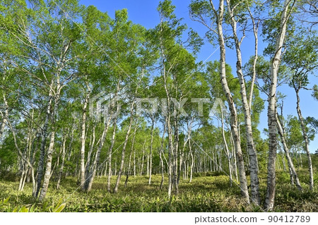 Forest of birch colony in Yachiho Highland Forest of birch colony in Yachiho Highland 90412789