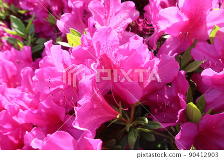 I took a close-up shot of a red azalea flower I took a close-up shot of a red azalea flower 90412903