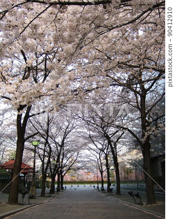 Kyoto Gion Sakura in Shirakawa Kyoto Gion Sakura in Shirakawa 90412910