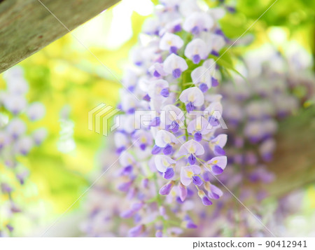 Scenery of Hokkaido Otaru Kihinkan Wisteria flowers blooming in the garden of the former Aoyama Bettei 90412941