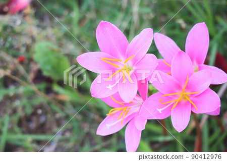 Pink rain lily blooming in the park 90412976