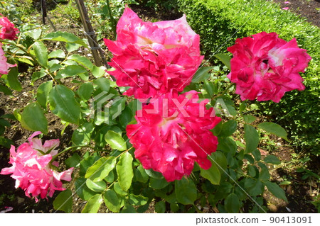玫瑰花 玫瑰花 90413091