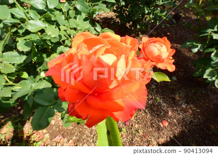 橙色玫瑰 90413094