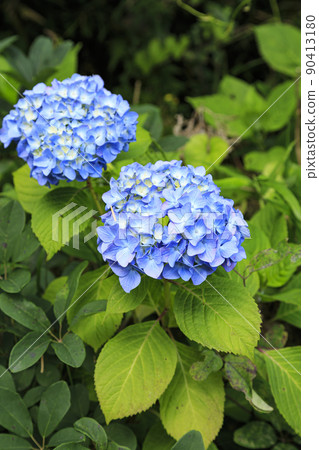 Maioka Furusato Park, Totsuka Ward, Yokohama City, Kanagawa Prefecture 90413180