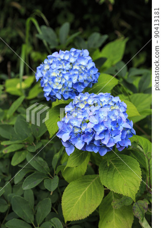 神奈川縣橫濱市戶塚區舞岡故鄉公園 90413181