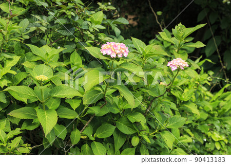 神奈川縣橫濱市戶塚區舞岡故鄉公園 90413183