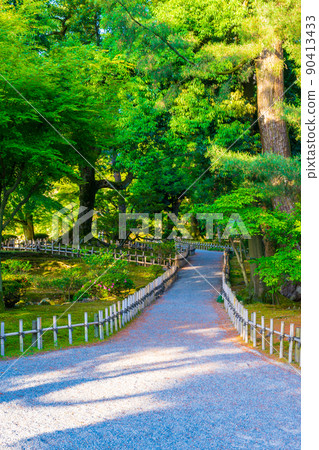 綠意盎然的陽光兼六園 | 石川縣金澤市 90413433