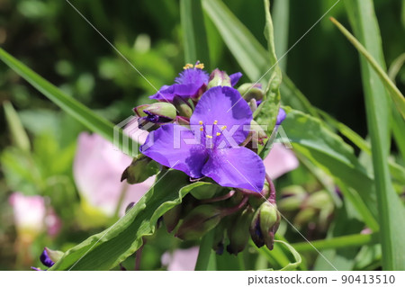 Virginia spiderwort flowers blooming in spring Japanese fields Virginia spiderwort flowers blooming in spring Japanese fields 90413510