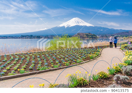 (Yamanashi Prefecture) Spring Kawaguchiko shore Oishi Park walking path and Mt. Fuji 90413575
