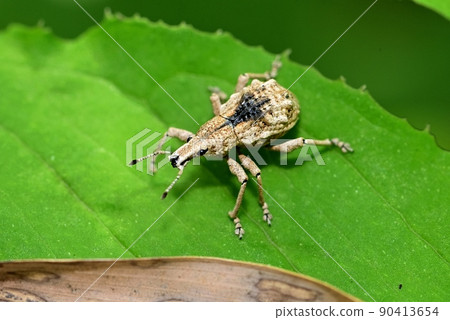 Weevil 90413654