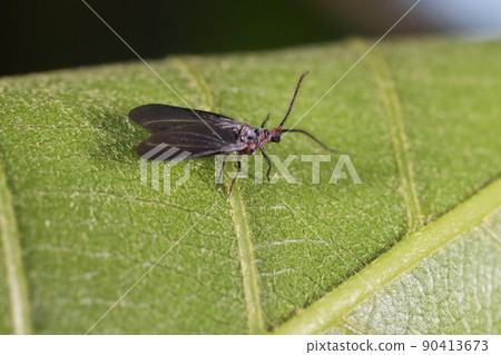Creatures, insects, scale insects and males. I don't know if it's a moth or a fly, but it was actually a relative of a stink bug. 90413673