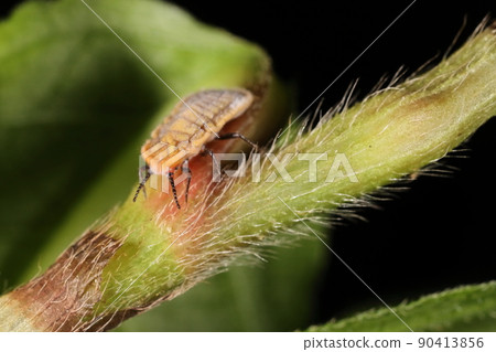 生物、昆蟲、介殼蟲和幼蟲。男性變成了一個有翅膀的人，但女性看起來幾乎是一樣的 90413856