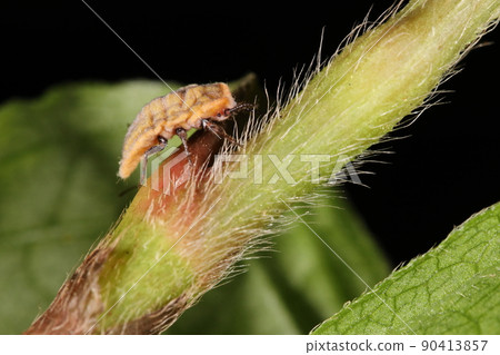 生物、昆蟲、介殼蟲和幼蟲。圖中雌性全身被白色粉末覆蓋，大小約1厘米。 90413857