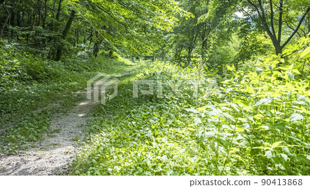 新綠/森林步道(大仙瀧瀑布周邊) 新綠/森林步道(大仙瀧瀑布周邊) 90413868