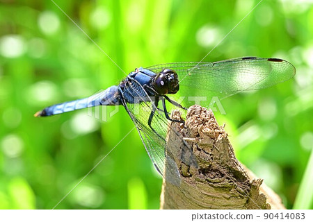 椰子殼 椰子殼 90414083