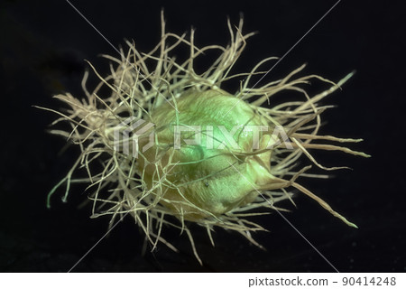 Seedhead of dipsacus isolated on black background. 90414248