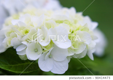 Hydrangea with white petals 90414473