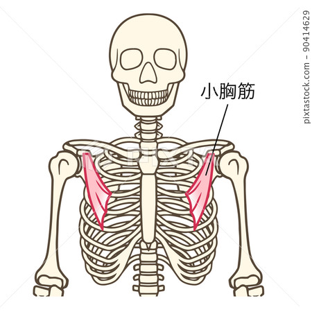 胸小肌，上肢肌肉，有名字 90414629