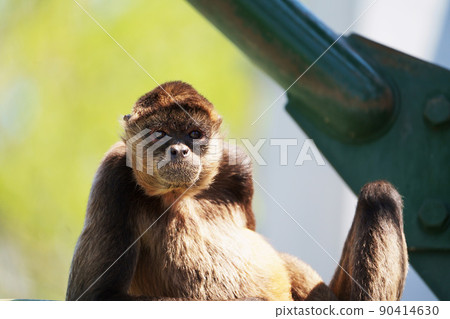 Spider monkey 90414630