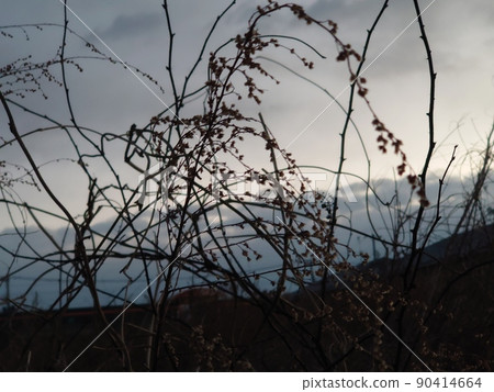 黎明天空和草 90414664