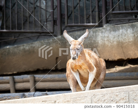 紅袋鼠。 90415018