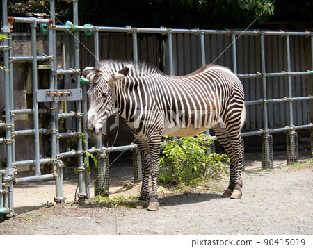 斑馬（Grévy 的斑馬）。 90415019