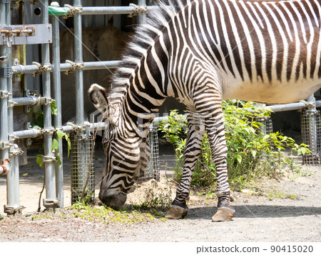 斑馬（Grévy 的斑馬）。 90415020