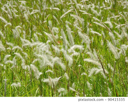 Ears of Imperata cylindrica that grow in clusters in the field 90415335