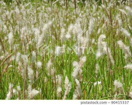 Ears of Imperata cylindrica that grow in clusters in the field Ears of Imperata cylindrica that grow in clusters in the field 90415337