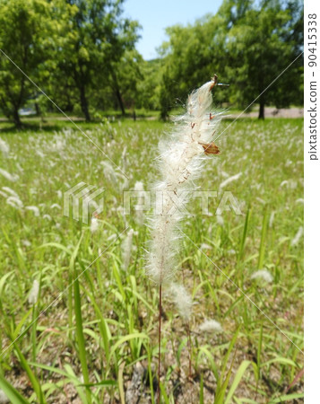 在田間成簇生長的白茅的耳朵 90415338