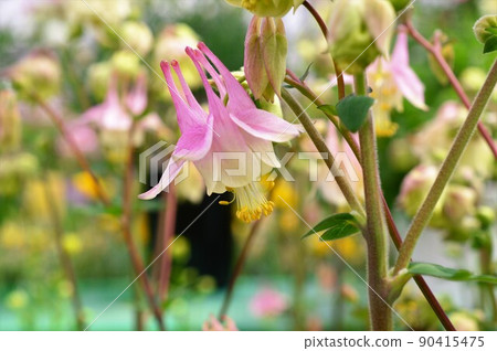 Columbine pink 90415475