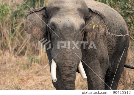 Wild Elephant Front Portrait 90415513