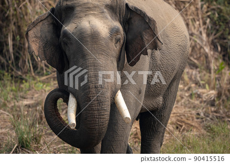 Wild Elephant in the Jungle 90415516