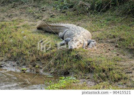 Wild Muggar Crocodile Wild Muggar Crocodile 90415521