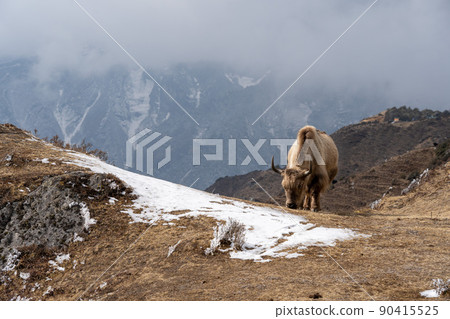 Yak Grazing in Himalaya Highlands 90415525